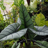 2 Silver Live Alocasia Plants, Ready to Grow Plant, 4-6 Inch Tall
