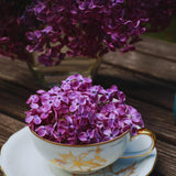 Purple Lilac Live Plant, Fragrant Bloom Bush, 4 Inch Pot