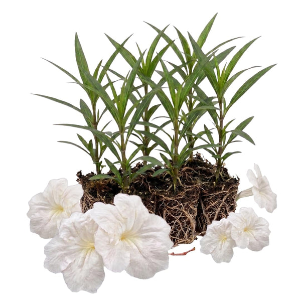 6 Dwarf White Mexican Petunia Live Plants, Live Starter Plant, 4-6 Inch Tall