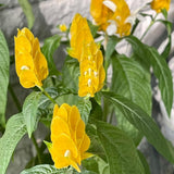 2 Yellow Shrimp Plants Live, Indoor Outdoor Plant, 4-7 Inch Tall