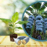 Blue Ice Cream Banana Plant Live, Sweet Fruit Banana Tree 4-7 Inch Tall