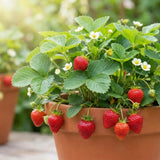 2 Red Strawberry Plants Live, Indoor Outdoor Plant, 4-6 Inch Tall