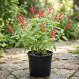 Pineapple Salvia Sage Live Plant, 2-3 Inch Tall