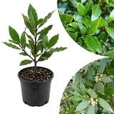 Bay Leaf Live Plant, Starter Plant, 3-5 Inch Tall