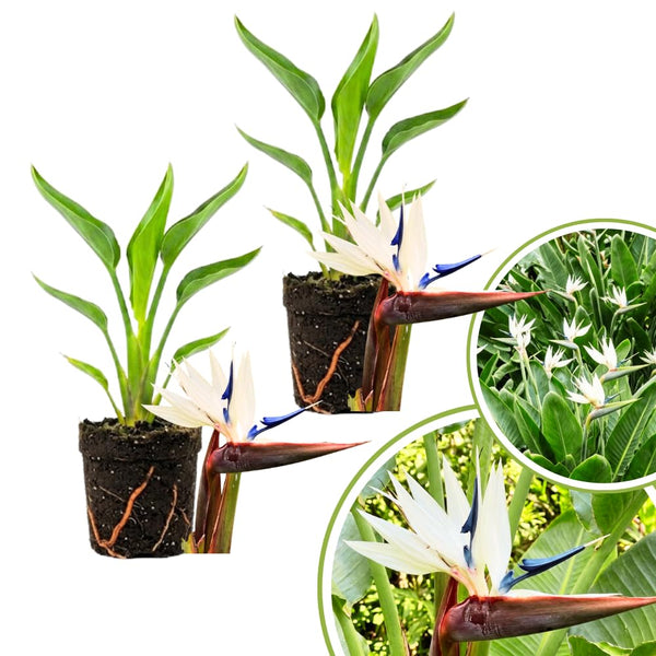 2 White Bird Live Plants, Outdoor Garden Plant, 4-6 Inch Tall