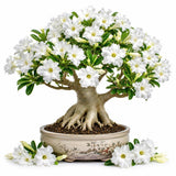 White Desert Rose Plant Live, Succulent Houseplant, 4-7 Inch Tall