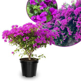 Set 2 Purple Bougainvillea Live Plant 5-7 Inch Tall