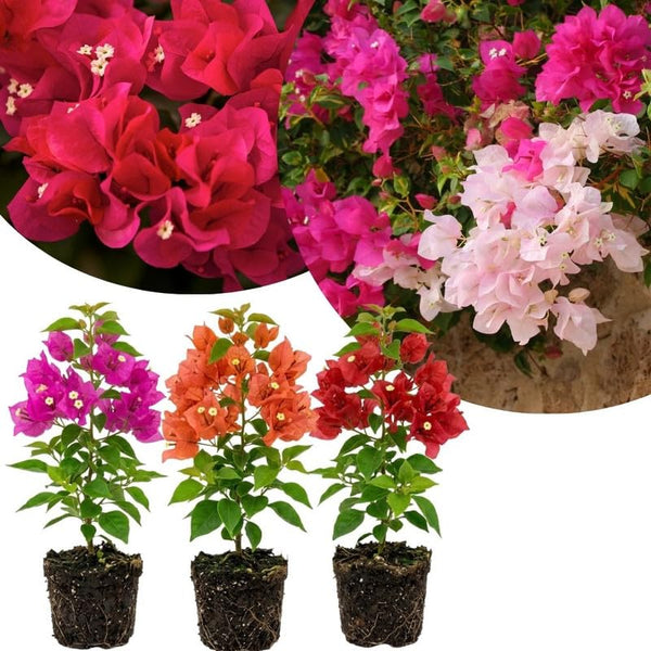 3 Mixed Bougainvillea Live Plants, Long Blooming Vine, 4-7 Inch Tall