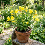 2 Random Primrose Live Plants, Vibrant Bloom Flower Plant, 3 Inch Pot