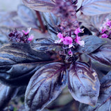2 Purple Basil Plants Live, Balcony Herb Plant, 3-6 Inch Tall