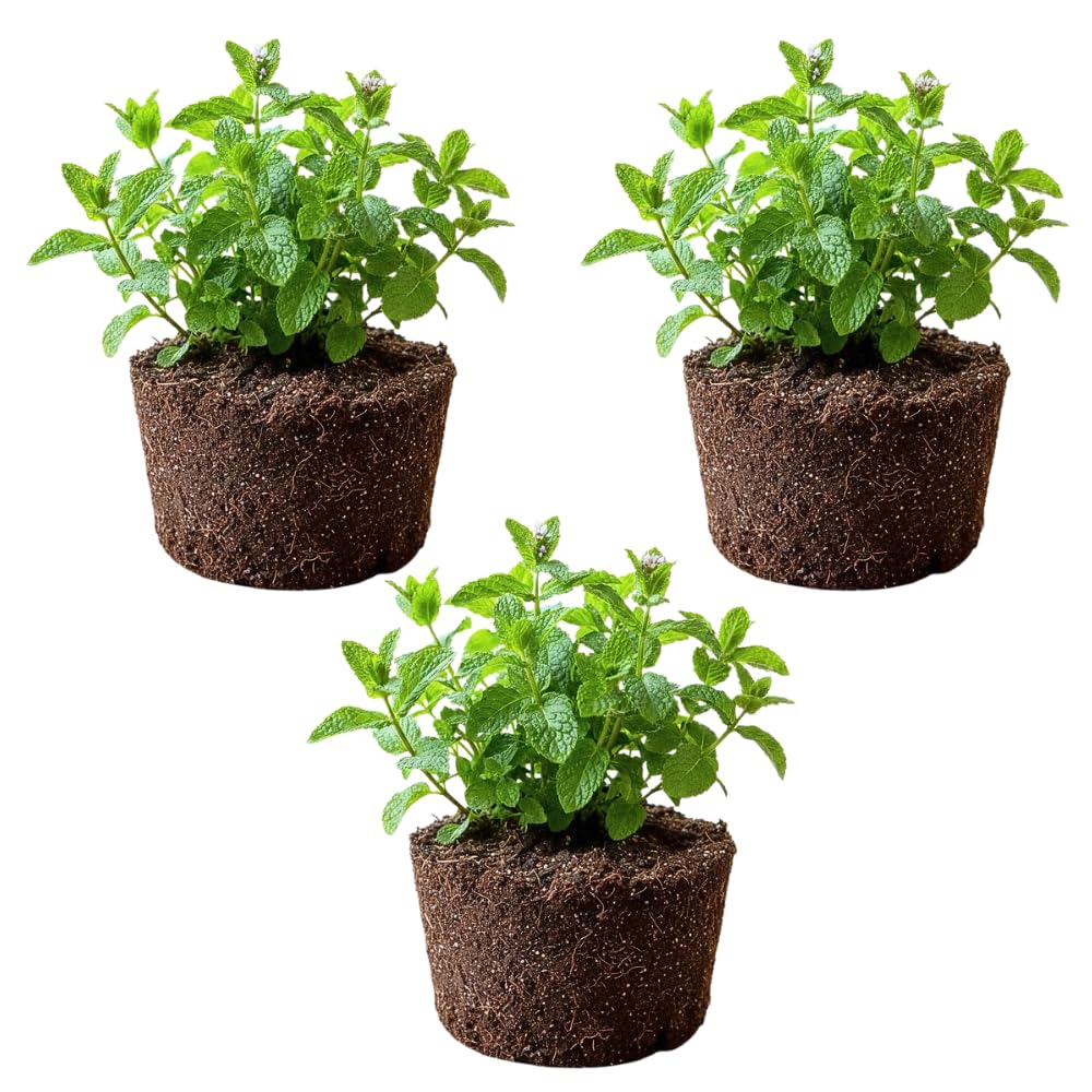 3 Peppermint Plants Live, Peppermint Herb Live Plant, 4-7 Inch Tall