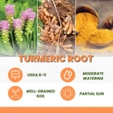 10 Yellow Turmeric Roots, Indoor Outdoor Plant