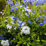 3 Blue Plumbago Live Plants, Well-Rooted Starter Plant, 5-7 Inch Tall