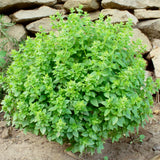 3 Sweet Greek Basil Plants Live, Ready to Grow Plant, 3-6 Inch Tall
