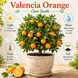 Valencia Orange Tree, Orange Citrus Fruit Tree, 1 Gallon Pot