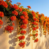 4 Orange Mexican Flame Vine Live Plants, Flower Vine, 5-8 Inch Tall