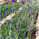 2 Purple Lavender Plants, Lavender Plants Live, 4-8 Inch Tall