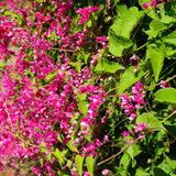 6 Live Mexican Creeper Plants, Flower Vine, 4-6 Inch Tall