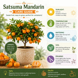 Grafted Orange Satsuma Tree Live Plant, 2-3 Ft Tall