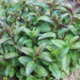 2 Chocolate Mint Plants Live, 4-5 Inch Tall