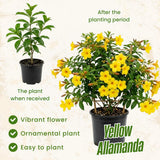 2 Yellow Live Allamanda Plants, 4-7 Inch Tall, Fragrant Fowers for Growing