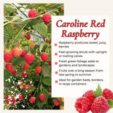 2 Red Raspberry Live Plants, Home Garden Plant, 4-6 Inch Tall