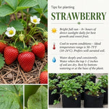2 Red Strawberry Plants Live, Indoor Outdoor Plant, 4-6 Inch Tall