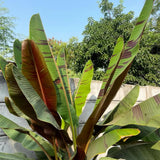 Zebrina Banana Plant Live, Starter Plant, 4-6 Inch Tall