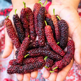 2 Pakistan Mulberry Tree Live Plant, Edible Fruit, 6-8 Inch Tall
