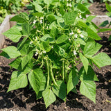 Green Bean Live Plant, Bean Bush Starter Plants, 4-6 Inch Tall, 4 Inch Pot