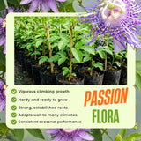 2 Purple Live Passion Flower Plants, Home Garden Plant, 4-7 Inch Tall