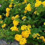 Set 2 Yellow Lantana Live Plant 4-6 Inches Tall