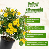 2 Yellow Live Allamanda Plants, 4-7 Inch Tall, Fragrant Fowers for Growing