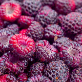 2 Purple Raspberry Live Plants, Indoor Outdoor Plant, 4-6 Inch Tall
