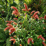 3 Red Shrimp Plants Live, Vibrant Flower Starter Plant, 4-7 Inch Tall
