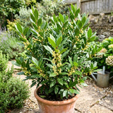2 Sweet Live Bay Leaf Plants, Live Starter Plant, 4-6 Inch Tall