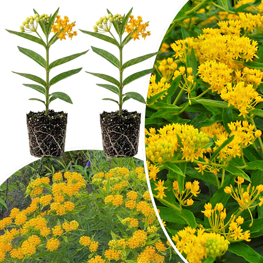 2 Yellow Milkweed Live Plants, Hardy Garden Plant, 4-6 Inch Tall