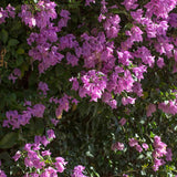 2 Blueberry Live Bougainvillea Plants, Starter Plant, 4-6 Inch Tall