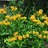 2 Yellow Milkweed Live Plants, Hardy Garden Plant, 4-6 Inch Tall