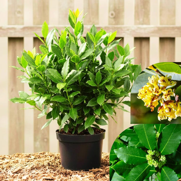 Sweet Bay Leaf Live Plant, Live Starter Plant, 4-6 Inch Tall