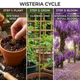 10 Purple Wisteria Seeds for Planting