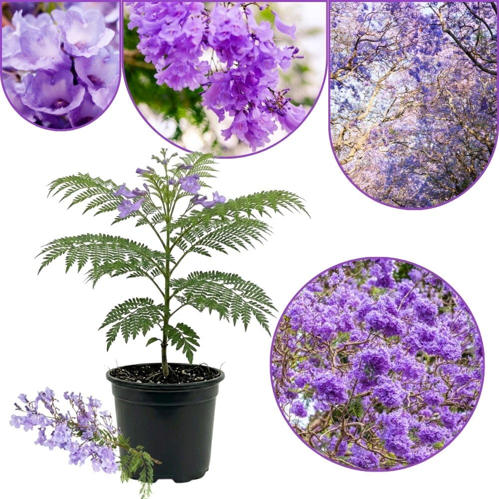 Set 2 Jacaranda Tree Live Plant 8-10 Inches Tall