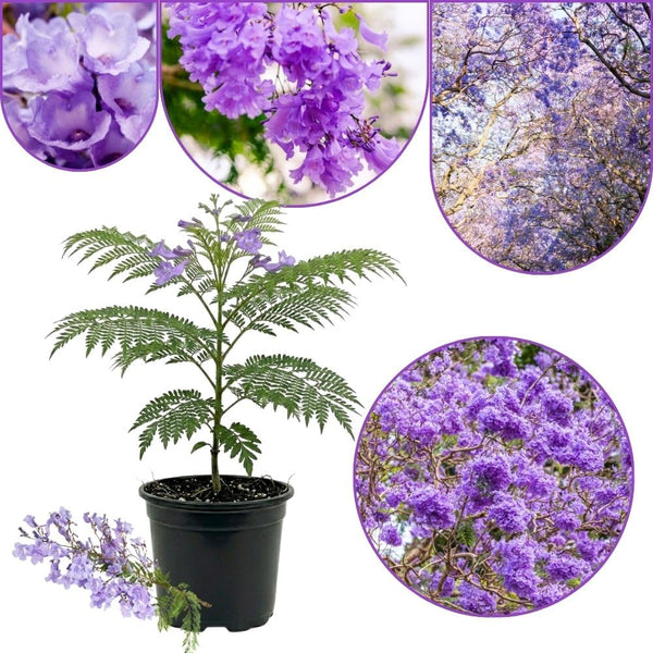 Set 2 Jacaranda Tree Live Plant 8-10 Inches Tall