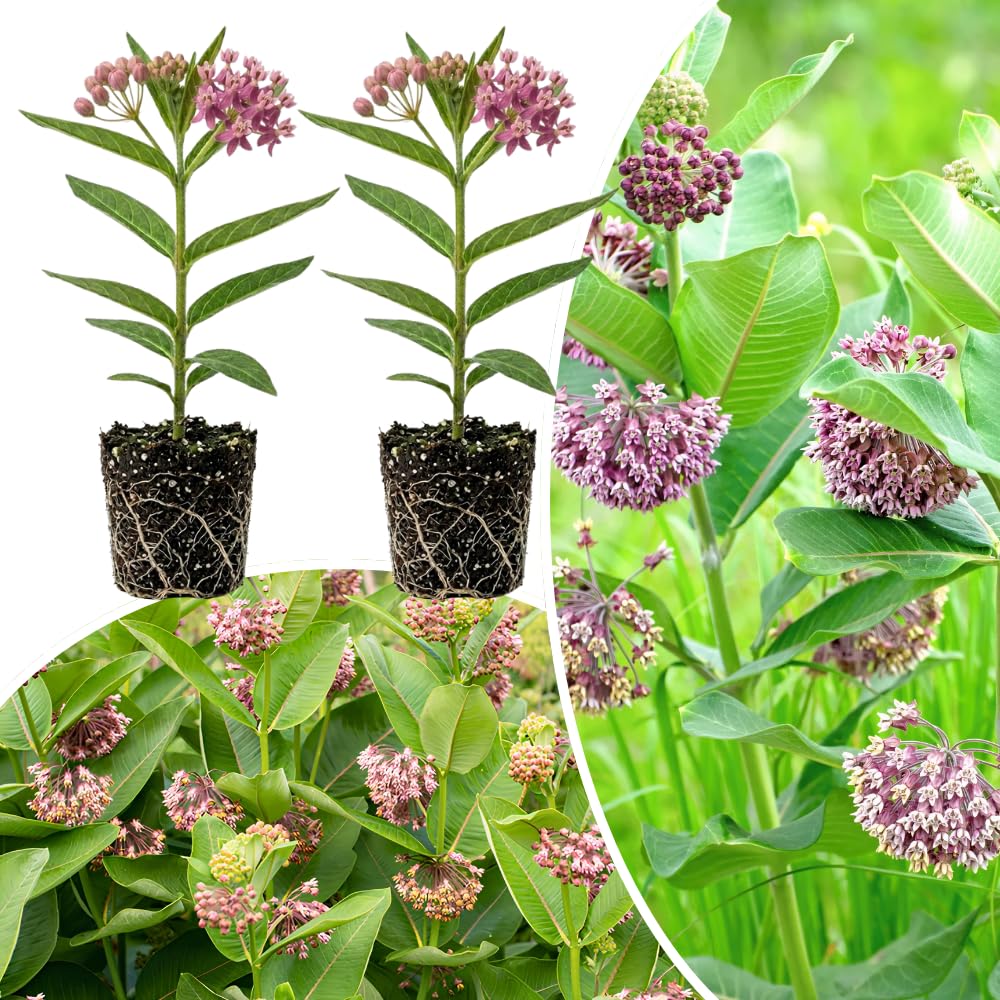 2 Purple Live Milkweed Plants, Patio Container Plant, 4-6 Inch Tall