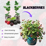 2 Ouachita Blackberries Plant Live, Sweet Fruit, 4-7 Inch Tall