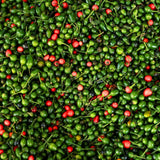 100 Red + Chili Pequin Pepper Seeds, Home Garden Plant