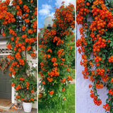 4 Orange Mexican Flame Vine Live Plants, Flower Vine, 5-8 Inch Tall