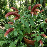3 Red Shrimp Plants Live, Vibrant Flower Starter Plant, 4-7 Inch Tall