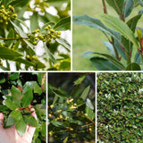 Bay Leaf Tree Live Plant 4 Inch