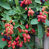 2 Sweet Blackberries Plant Live, Sweet Fruit, 4-7 Inch Tall